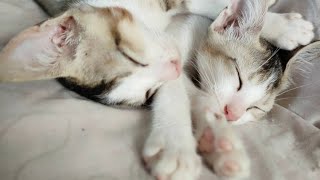 Kittens love and care each other || Nitin Nutun by Nitin Nutun 159 views 2 years ago 2 minutes, 21 seconds