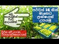 හරිතාගාරයක මාළුමිරිස් වගාව - Cultivation of Capsicum in Greenhouses