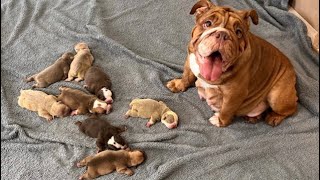 English bulldog puppies! Beautiful litter.