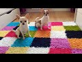 DIY:как сшить две простые игрушки для собаки своими руками?))🐶