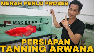 PERSIAPAN TANNING ARWANA SUPER RED