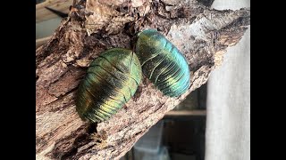 Pseudoglomeris magnifica , Emerald Roach breeding update and care