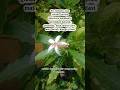 #obatherbal #obattradisional #bunga #obatmataminus #videoshortsviral