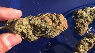 Review of Elektra from KnowFunRanch