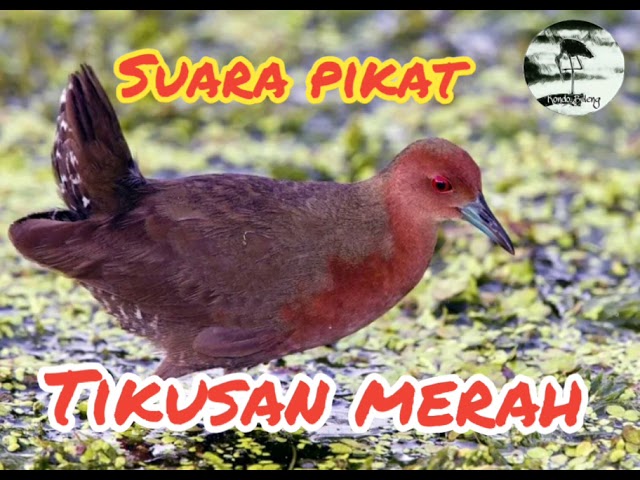 Suara pikat tikusan merah / Sintar api durasi panjang sangat jitu class=