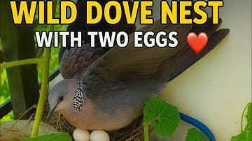 Wild Dove Built a Nest on My Balcony and Laid Two Eggs! 🕊️