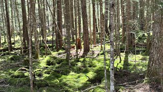 The Northville Placid Trail May 2025