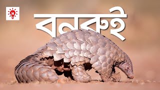 Banrui | What Why How | Pangolin | Ki Keno Kivabe