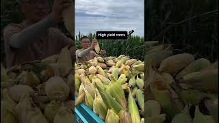 Beautiful High Yield Corns satisfying shot