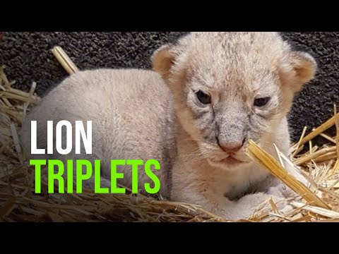 Lion Triplets At ZOOM Erlebniswelt In Germany