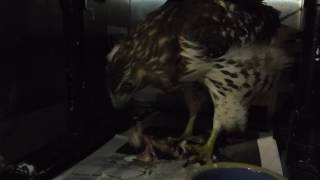 Hippolyta The Red-Tail Vs Dinner