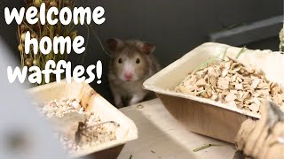 Adopting a Hamster!! | Meet WAFFLES! 🐹