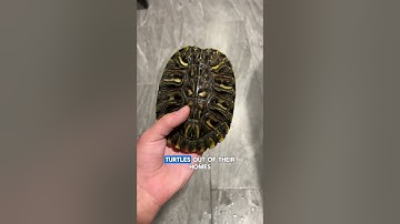 Red-eared Slider Isn