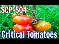 SCP-504 Critical Tomatoes | object class safe | Species / plant / auditory scp
