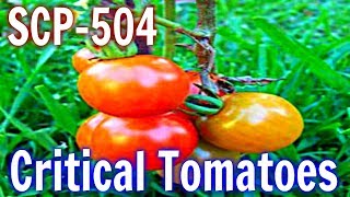 SCP-504 Critical Tomatoes | object class safe | Species / plant / auditory scp