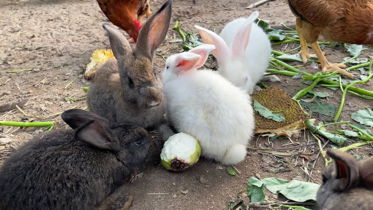 赤ちゃんウサギはグアバを食べる うさぎは美味しいグアバを食べています ウサギは出くわしたものなら何でも食べることができます Youtube