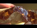 Real Fossilized Amber