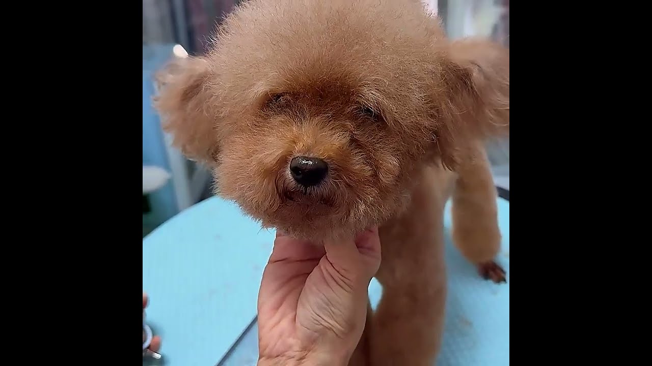 Home Grooming Glow-Up ✂️🐶 Let Me See Your Teddy Results!