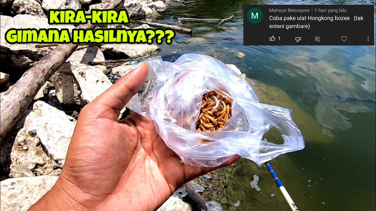 TES UMPAN ALTERNATIF KITA LIHAT SEPERTI APA HASILNYA || mancing ikan