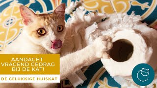 AANDACHT VRAGEND GEDRAG BIJ DE KAT, OORZAAK EN OPLOSSING!  De gelukkige huiskat | Kattengedrag