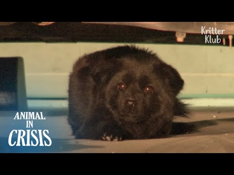 What Lived In Basement Car Park For 8 Years Is A Dog..? | Animal in Crisis EP238