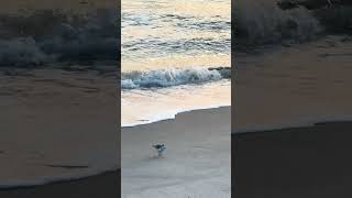 A migrating Sanderling searching for food in Long Beach NY