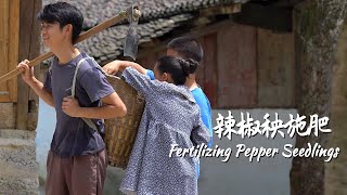 sub辣椒秧该施肥了，一步一个脚印，种出来勤劳的果实Fertilizing pepper seedlings