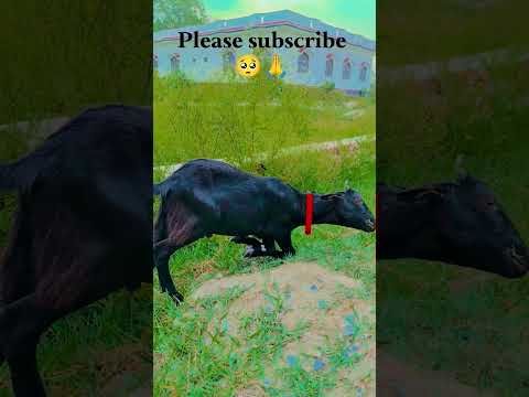 Hilarious Goat Funny Video 🐐 | Dekho Kya Kiya #funny