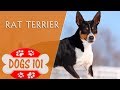 Dogs 101 - RAT TERRIER - Top Dog Facts About the RAT TERRIER