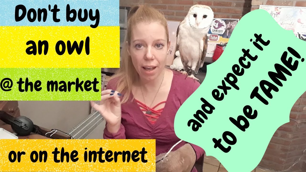 YOU CAN'T JUST BUY AN OWL AT THE MARKET OR ON THE AND EXPECT