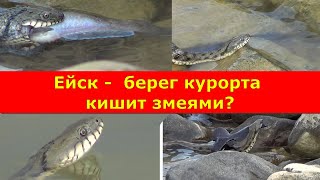 Ейск -  берег курорта кишит змеями?