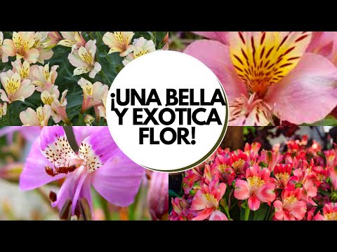 Vídeo: Astrameria - flors per a casa i jardí