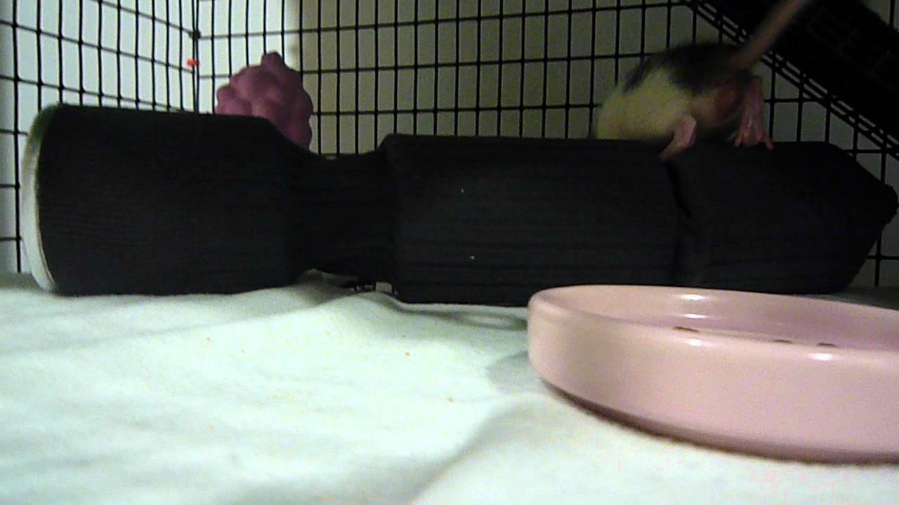 Pet Rats DIY rat tunnel. YouTube