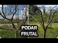 La Mejor Forma De Podar Un Frutal En Invierno Para Aumentar La Cosecha || La Huertina De Toni