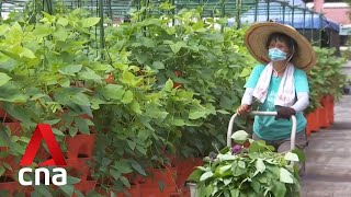 Spotlight on sustainable farming in Singapore