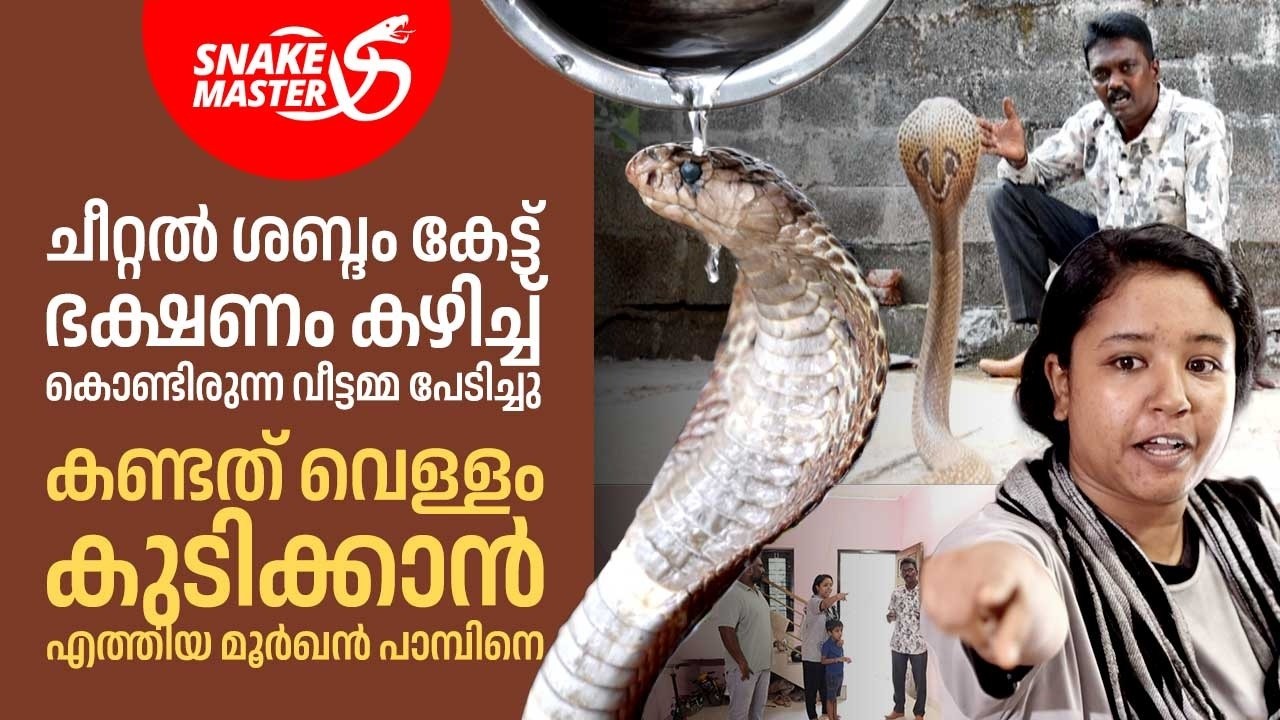 കൊടുത്ത വെള്ളം മുഴുവൻ മൂർഖൻ പാമ്പ് കുടിച്ചു | Cobra Rescue | Snakemaster EP 1165