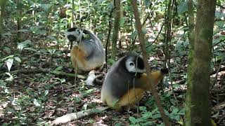 Diademed Sifakas 2 (Andasibe, Madagascar)