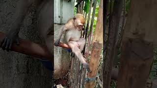 monyet lucu makan sangat lahap bikin gemesss