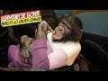 Семья шимпанзе Бони в сборе! | Бонобо следит за игрой PS5 | Дан Запашный о воспитании животных