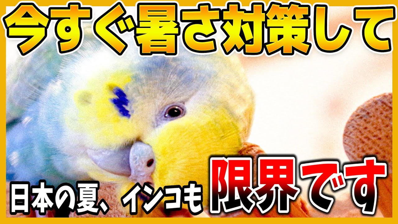 今すぐするべき暑さ対策3選 熱中症の危険 この暑さはインコも耐えられません コザクラインコ セキセイインコ Budgerigar Youtube 今すぐするべき暑さ対策3選 熱中症の危険 この暑さはインコも耐えられません コザクラインコ セキセイインコ Budgerigar Youtube