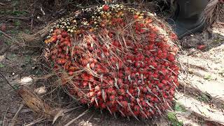 Híbridos OxG en cultivo de palma de aceite