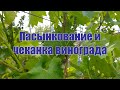 Пасынкование и чеканка винограда