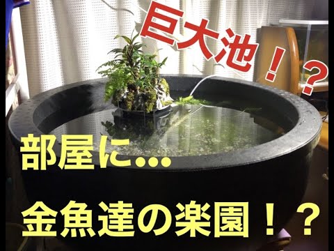 部屋に置くってレベルじゃねえぞ 金魚引越し大作戦編 Youtube