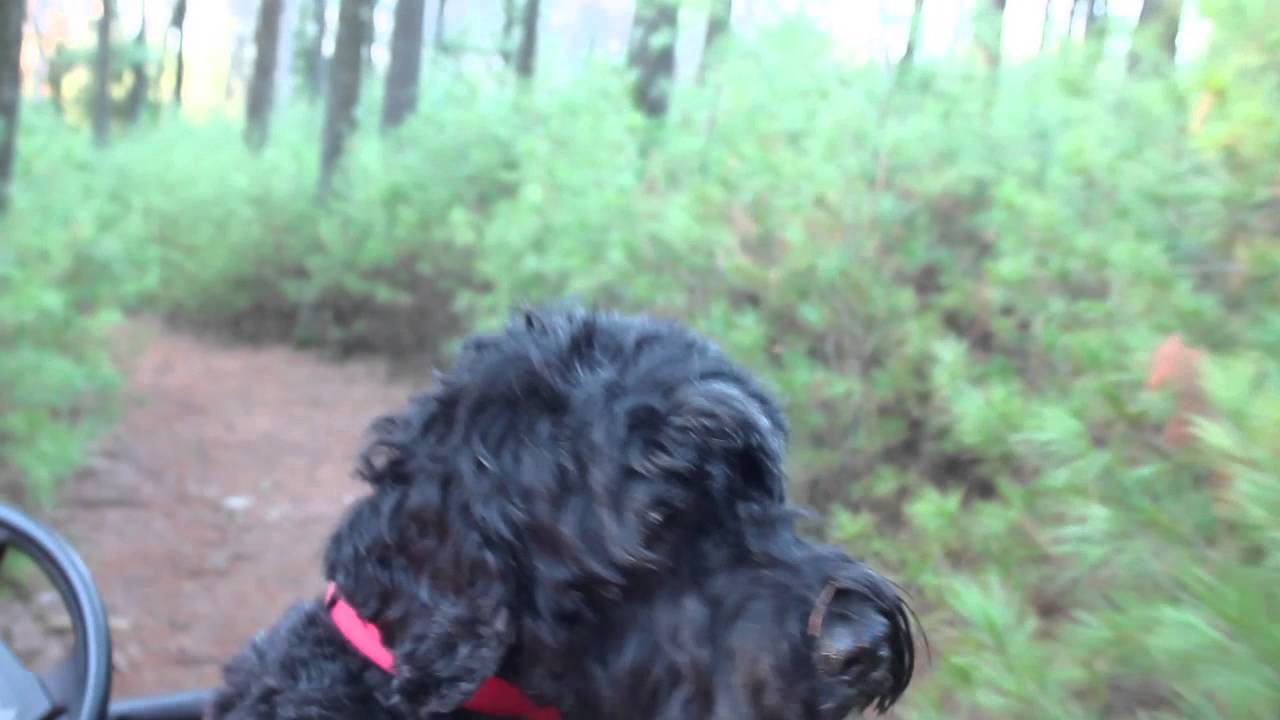 A Day in the Life of Marley