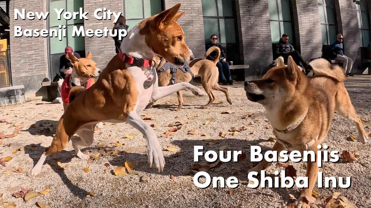 Canine Collisions - Four Basenjis and One Shiba Inu - YouTube