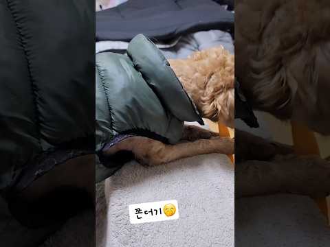 🐶안주면깨물려요~🤣