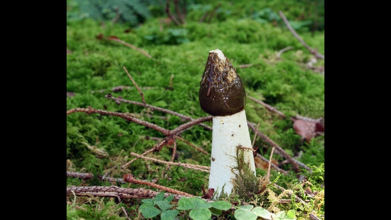 Гриб веселка: лечебные свойства.