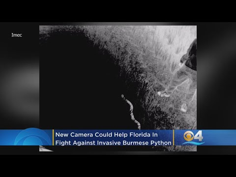 New High Tech Camera Could Help Florida In Fight Against Invasive Burmese Pythons