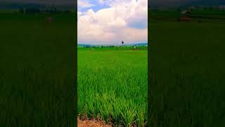 Pemandangan Sawah Yang Indah #shorts