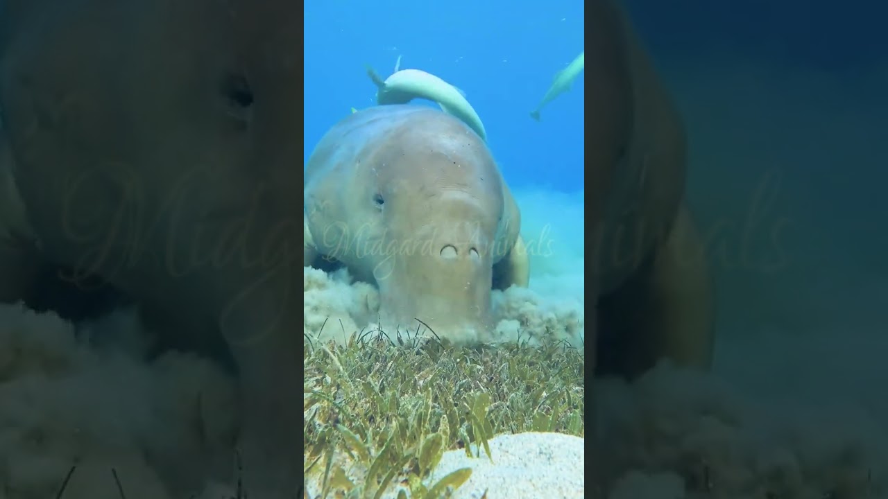 Водяной пылесос Дюгонь / Dugon Water Vacuum Cleaner / 